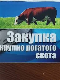 ДОРОГО Куплю худобу (бики