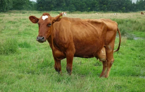 Комбина Закупляет Говядидину коров