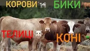 ДОРОГО Коровы на содержание и Мясо в Харьковской обл