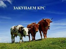 Закуплю Телок в Харьковской обл