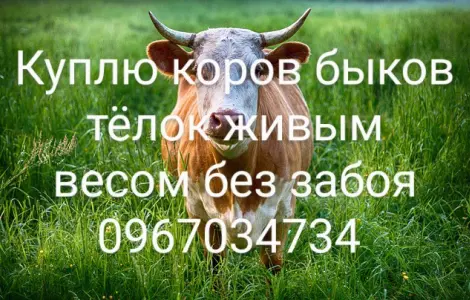 Закупки крс