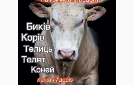 Заготiвлi ВРХ