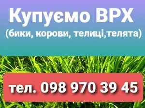 Заготівля. ВРХ у Полонському