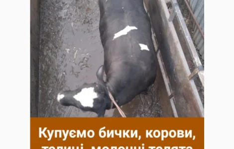 Заготівля. худоби у Лановецькому та сусідніх районах
