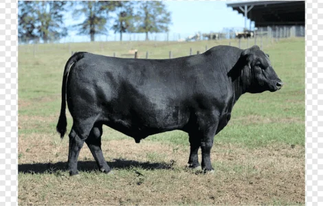 Заготівля корів биків телиць