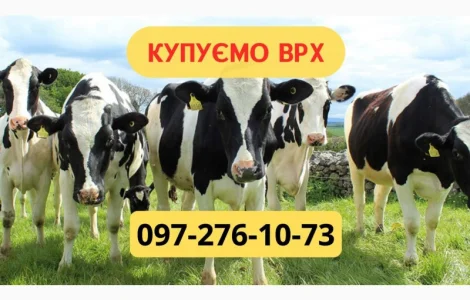Закупівля ВРХ. На м'ясо. Тримання. Найкраща ціна. Бички