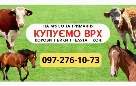 Закупівля ВРХ. На м'ясо. Тримання. Бички