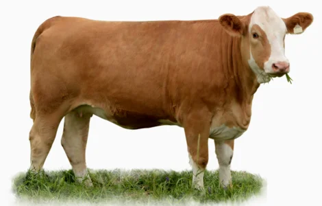 Поставка нетелей симментальской породы