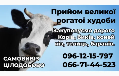 Куплю дорого ВРХ