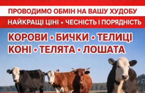 Закупаем КРС Коровы Крні Бычки Тёлки Телята На Мясо На Содержание