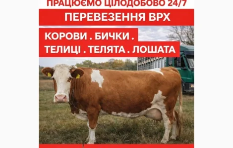 Закуповуємо ВРХ Корови Коні Бички Телята На М'ясо Та На Тримання