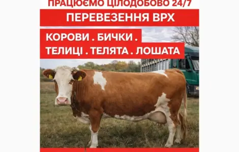 Закупаем КРС Коровы Лошади Быки Телята На Мясо И На Содержание