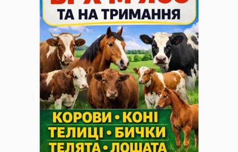 Закуповуємо ВРХ Корови Коні Бички Телята На М'ясо Та На Тримання