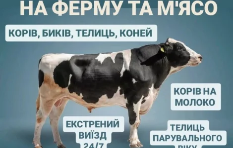 Закуповуємо ВРХ Корови Коні Бички Телиці Телята На М'ясо На Тримання