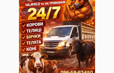 Закуповуємо ВРХ Корови Коні Бички Телиці Телята На М'ясо На Тримання