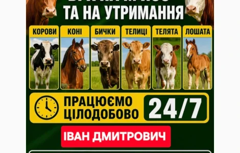 Закупаем КРС Коровы Лошади Быки Тёлки Телята На Мясо На Содержание
