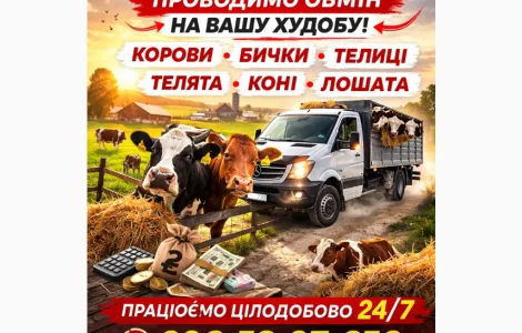 Закуповуємо ВРХ На М'ясо. Корови Коні. Бички.Телиці. ТЕЛЯТА