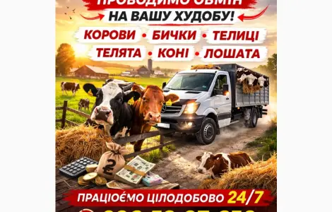 Закупаем КРС На Мясо. Коровы Лошади. Быки.Тёлки. ТЕЛЯТА