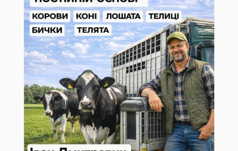 Закуповуємо Велику Рогату Худобу : ВРХ. Корови.Коні.Бички.Телиці. На М'ясо Та На Тримання