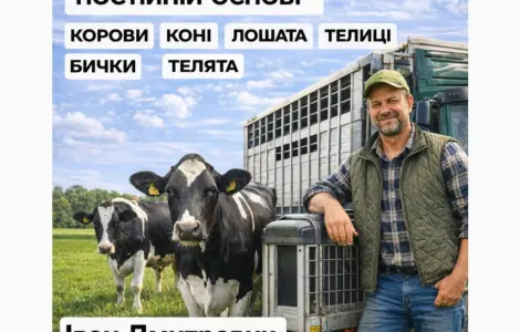 Закупаем Крупный Рогатый Скот : КРС. Коровы.Лошади.Бычки.Телицы. На Мясо И На Содержание