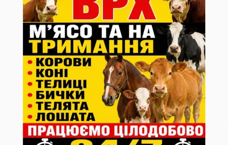 Закупаем Крупный Рогатый Скот : КРС. Коровы.Лошади.Бычки.Телицы. На Мясо И На Содержание