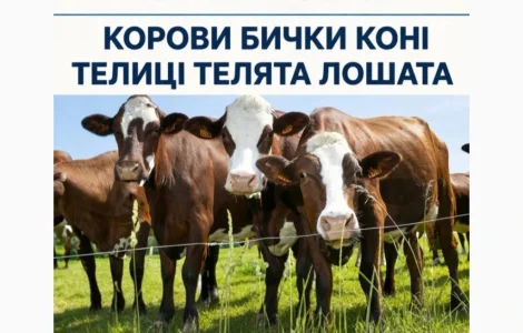 Купити Велику Рогату Худобу : Корови. Бичок. Телиці. Коні. На М'ясо Та На Тримання