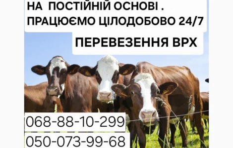 Купити Велику Рогату Худобу : Корови. Бичок. Телиці. Коні. На М'ясо Та На Тримання