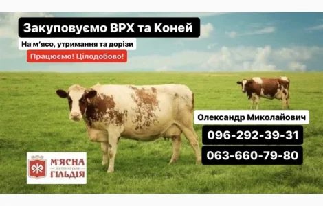 Житомирський мʼясокомбінат купить корів коней биків телят