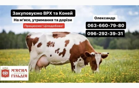 Житомирський мʼясокомбінат закуповує ВРХ ДОРОГО