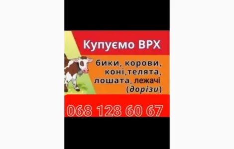Купити ВРХ на м'ясо та на тримання