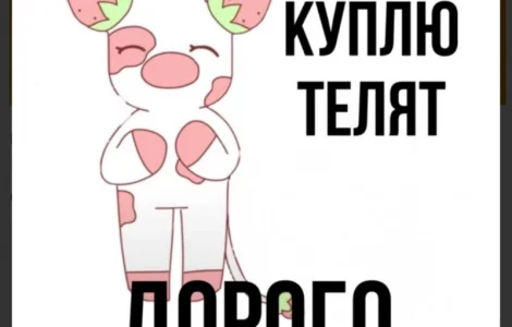 За купляємо телята бики