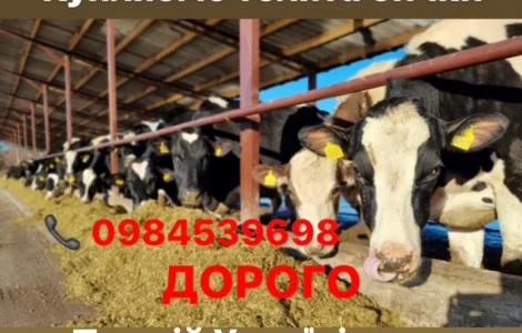 Куплю телята бики