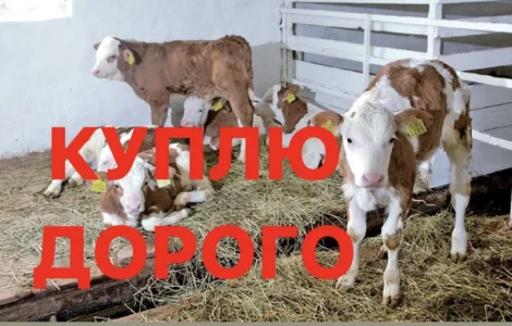 Куплю телята молочні у Вінницькій