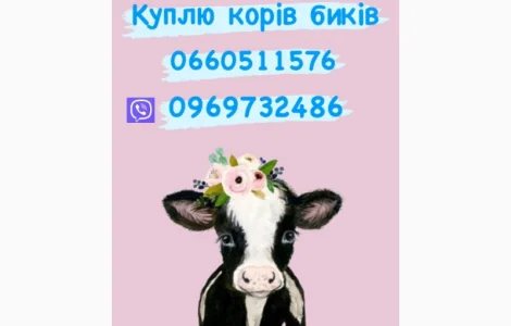 Бики та корови куплю дорого