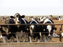 Приймаю ВРХ по всіх областях Дорого а також баранів коней