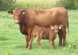 Купити. ВРХ. Корів. Коні. Бичків. Телята на Мясо Дорого цілодобово