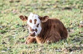 Закупка від населення корів биків баранів по всій Україні