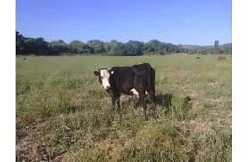 Скуплю говядину (корів та биків) на мясо телят молодняк )Дорого