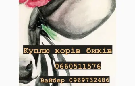 Закупка виробництва корів биків баранів на м'ясо!!!! Дорого!!! Цілодобово