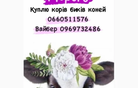 Закупимо телят в любій кількості !!! ціна вища в регіоні