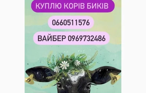 Куплю биків різних порід корів