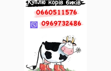 Закупка корів та бичків дорого телят