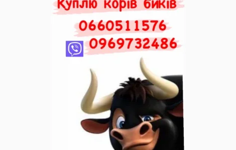 Куплю телиць корів бичків