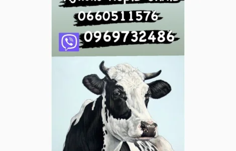Закупка скота Биків та корови різних порід