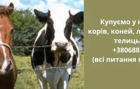 Купуємо корів