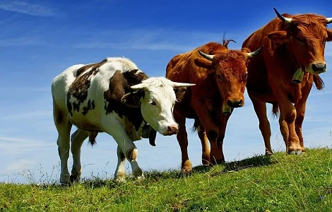 Закупівля ВРХ