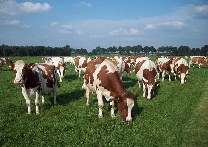 Закупівля великої рогатої худоби