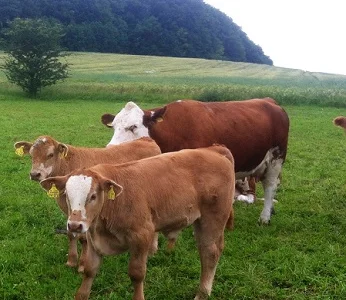 Закупівля ВРХ по Україні