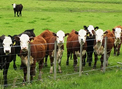 Закупаю бычков