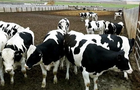 Купую бичків